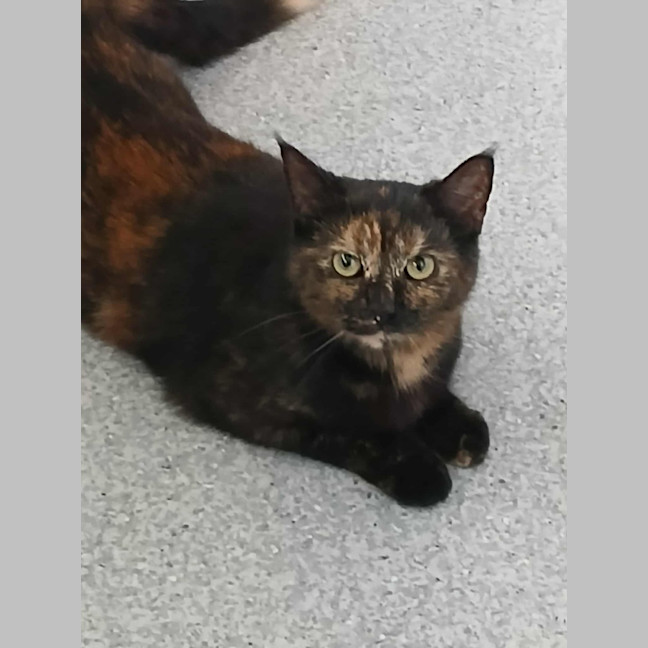 Photo of Esmerelda * 9 Lives Project Rescue*