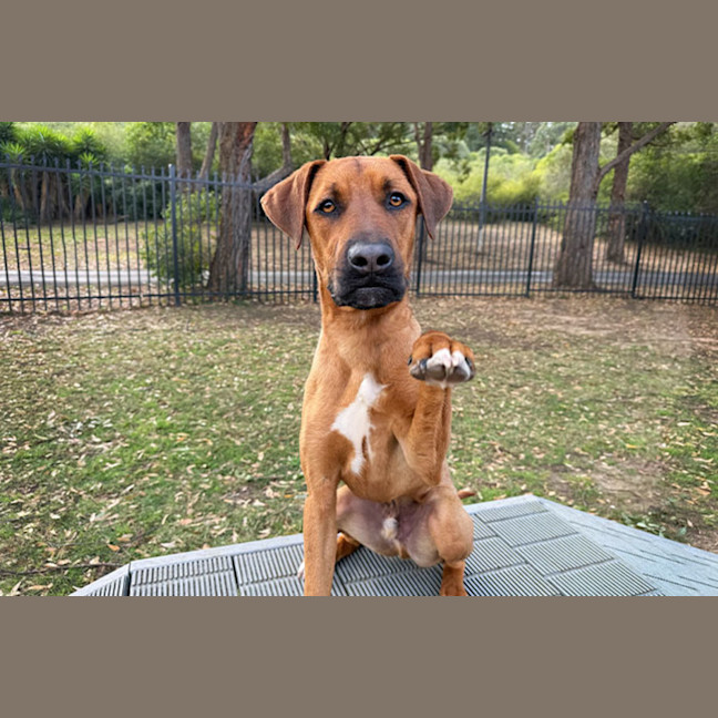 Photo of Rex