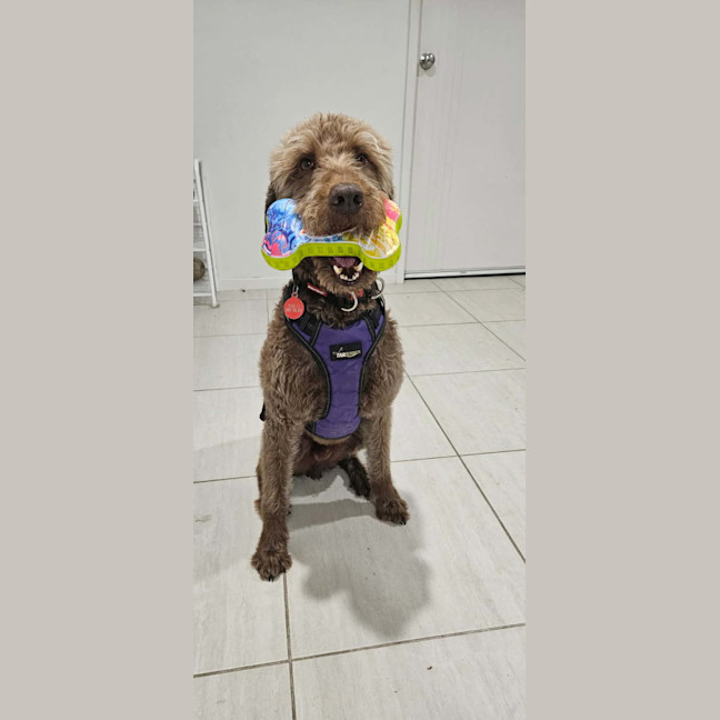 Photo of Milo   8 Year Old Labradoodle