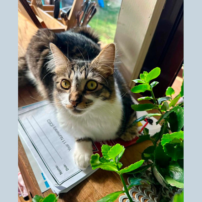 Photo of Flint 
