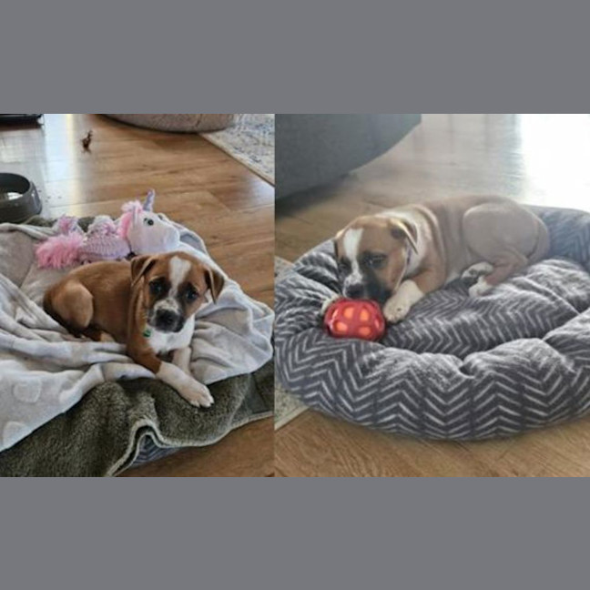 Photo of Piper