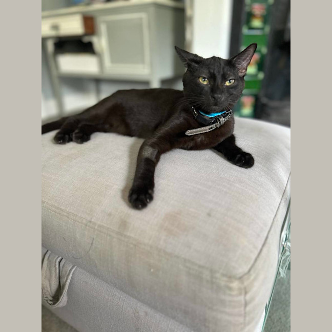Photo of Java   Located In Surrey Hills