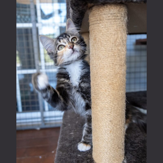 Photo of Bramble