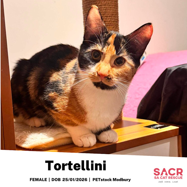 Photo of Tortellini