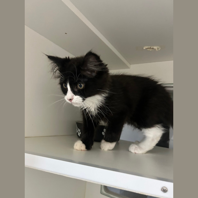 Photo of Dumpling