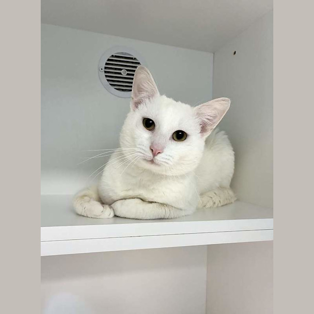 Photo of Feta