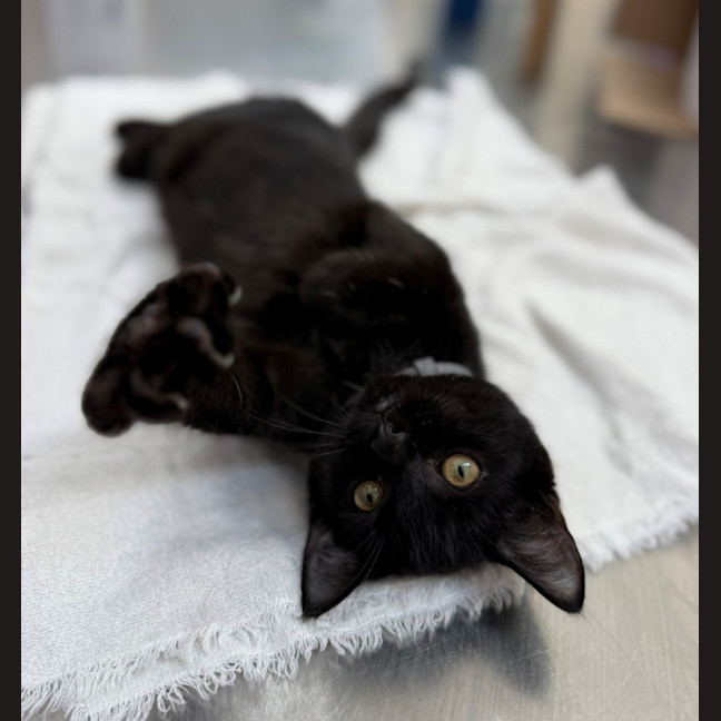 Photo of Monkey (8975)