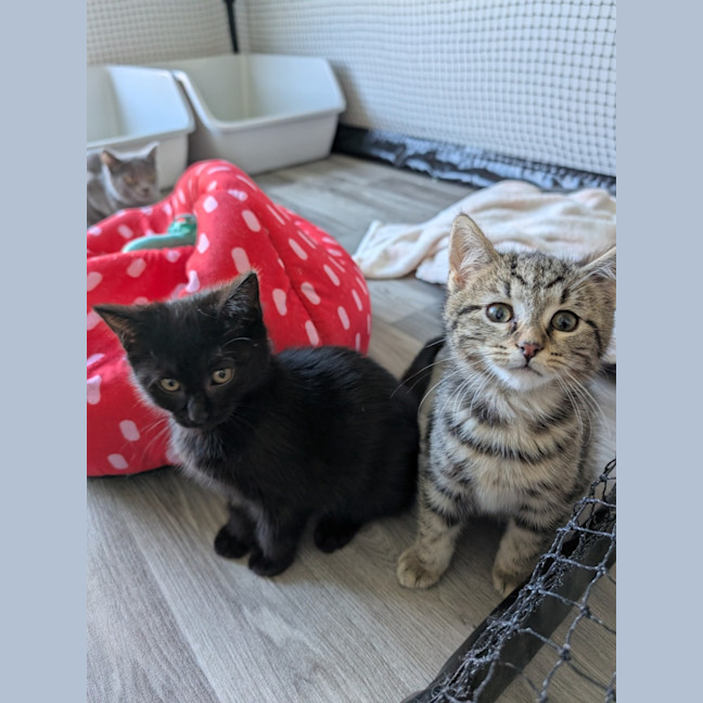 Photo of Tommy (Green Goblin)