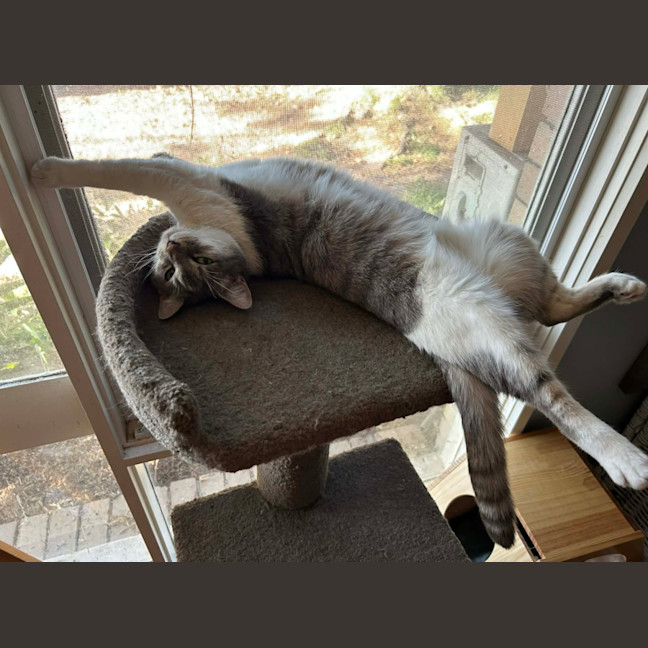 Photo of Bailey And Odin