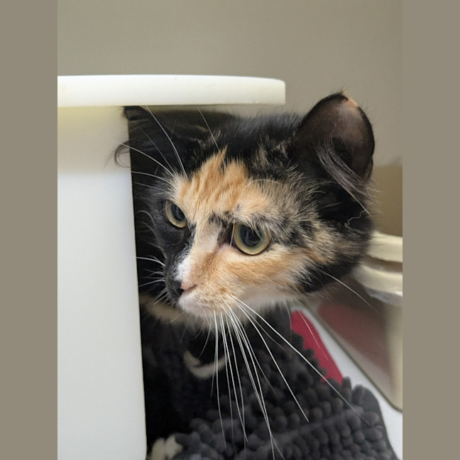 Photo of 🧚‍♀️ Pixie 5855 🧚‍♀️