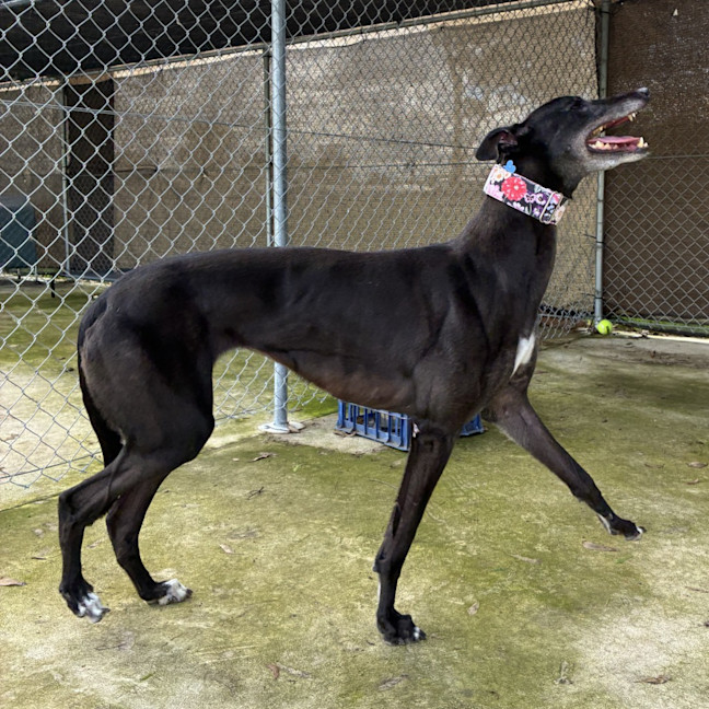 Photo of Duck The Greyhound