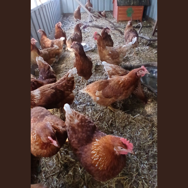 Photo of Cluckers
