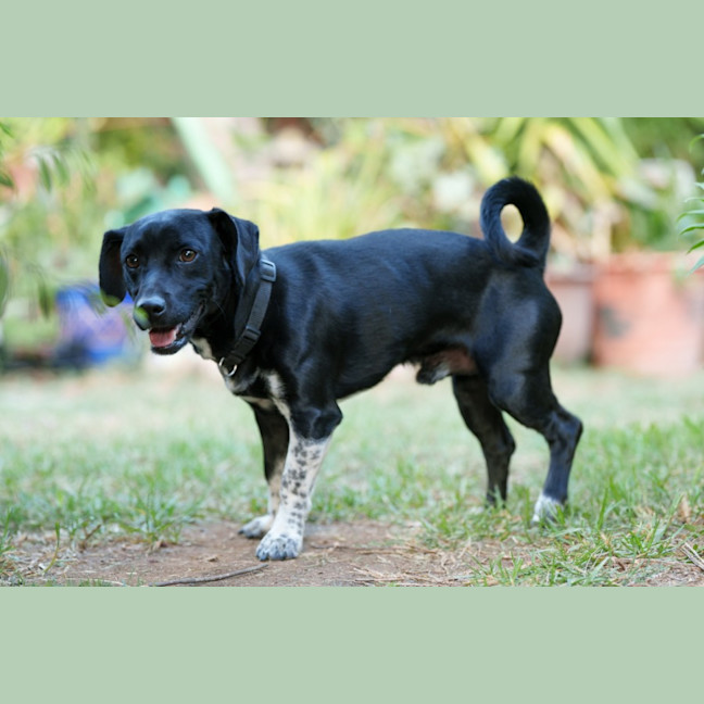 Photo of Dexter