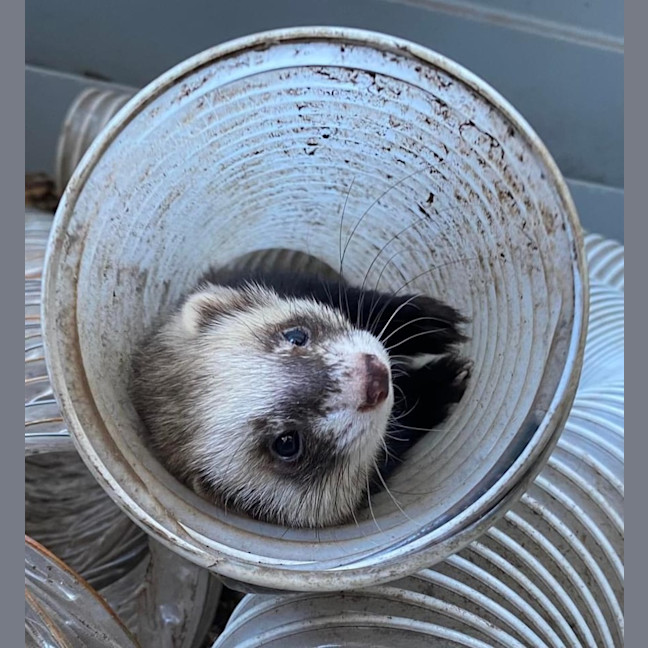 Photo of Fig, Anthea & Danger Mouse