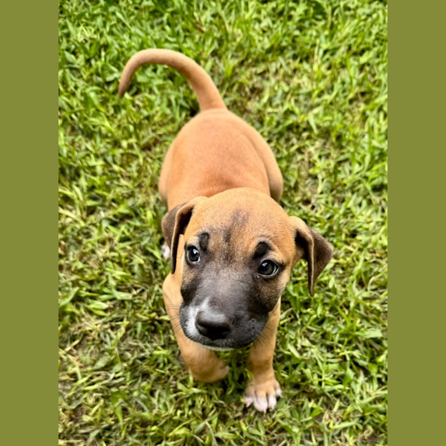 Photo of Rusty/Pumpkin Spice