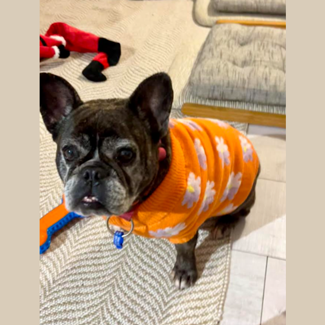 Photo of Lexi   10 Year Old French Bulldog