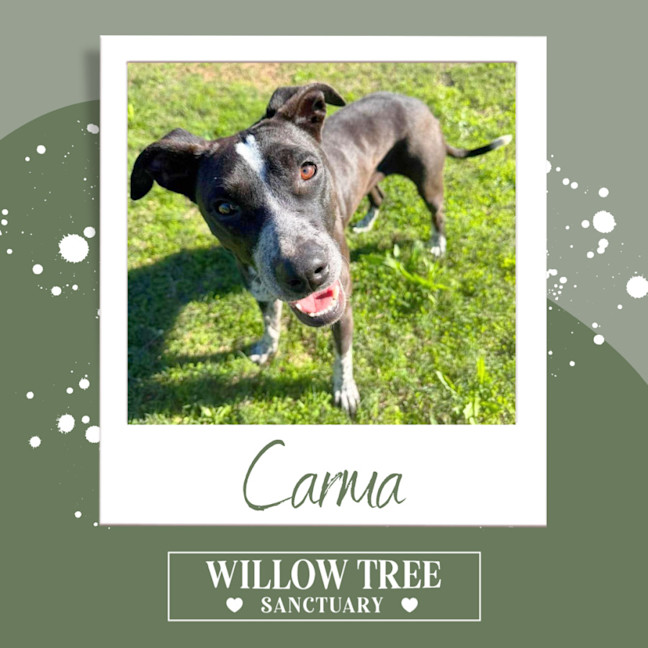 Photo of Carma