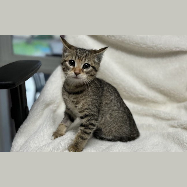 Photo of Bonbon