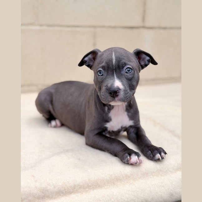 Photo of Ember