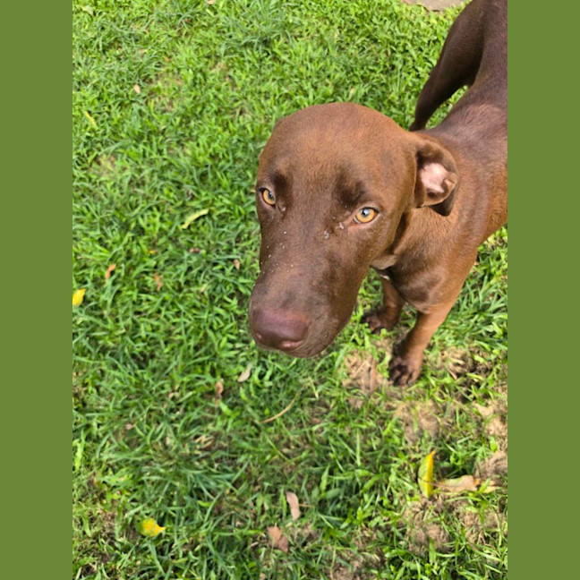 Photo of Rusty