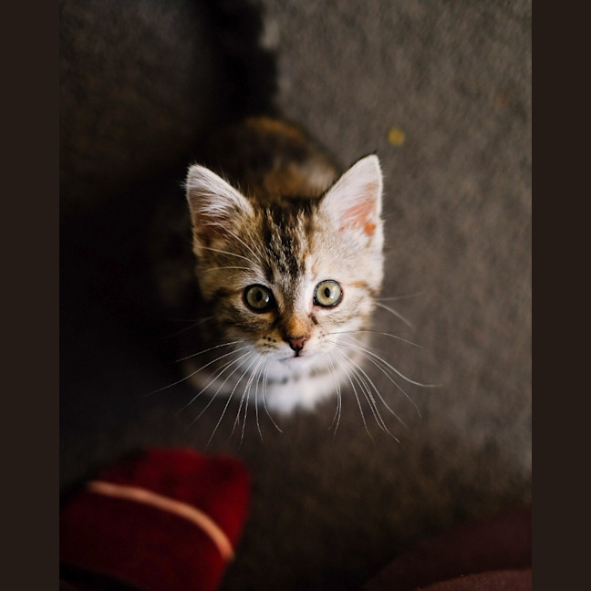 Photo of Sage