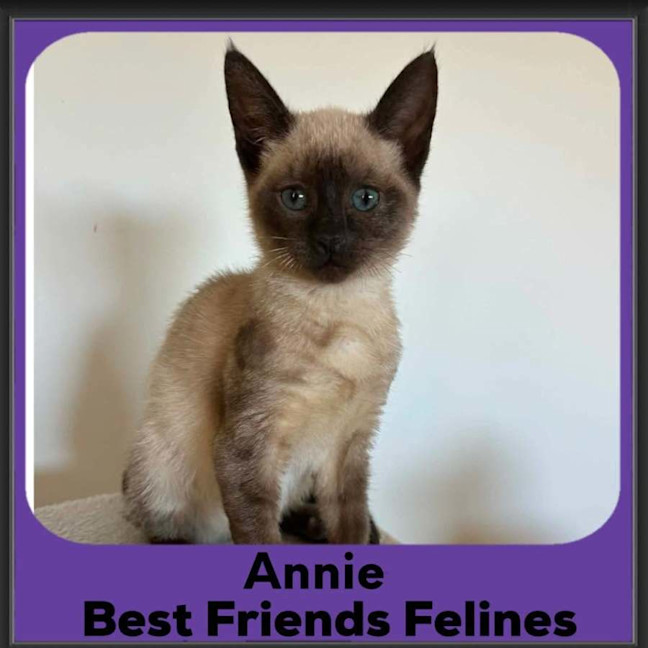 Photo of Annie 
