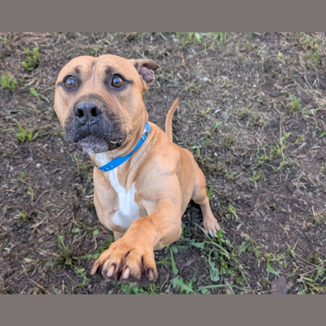 Photo of Rocky Imp 96