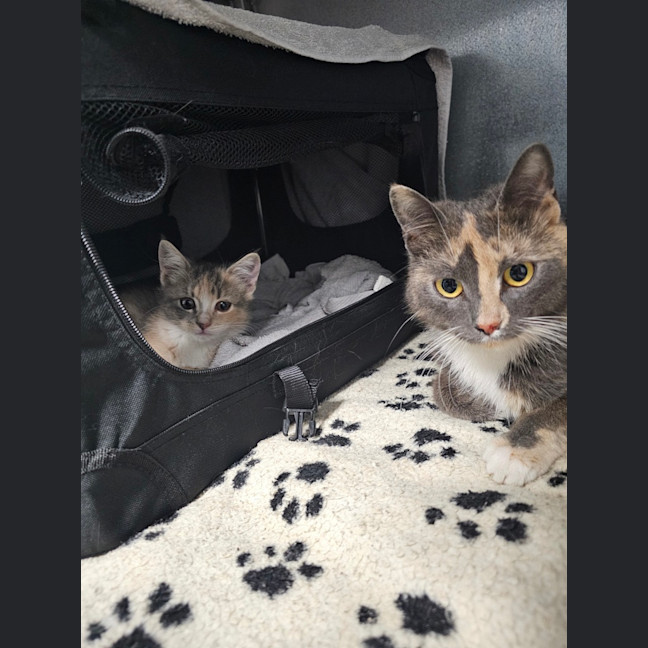 Photo of Momo (Was Ginny)