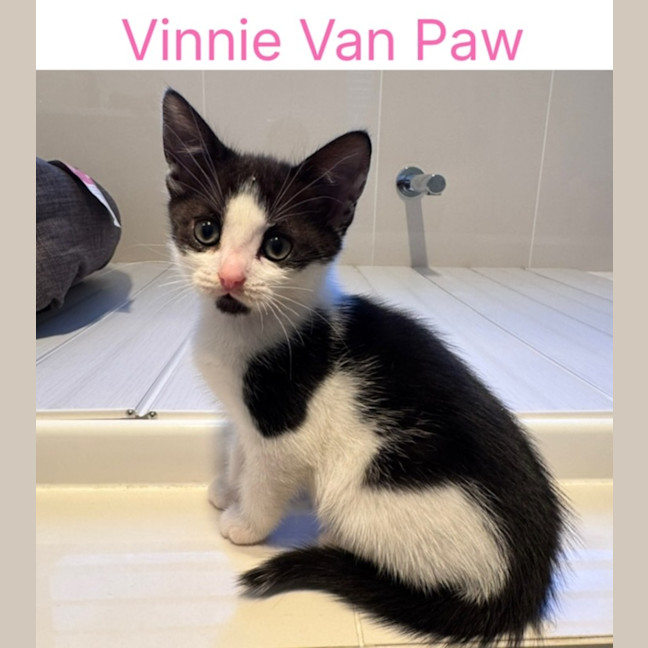 Photo of Vinnie Van Paw