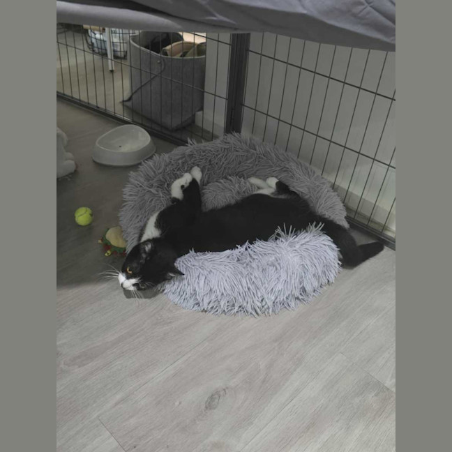 Photo of Scotch And Fillet