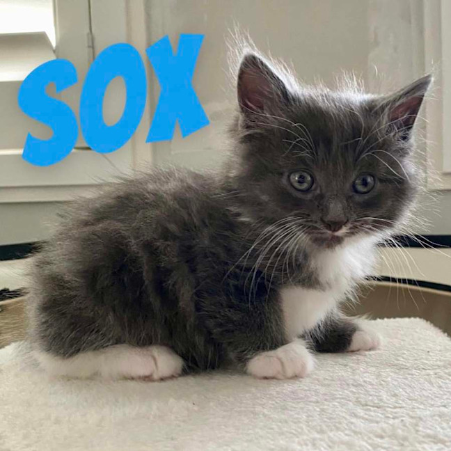 Photo of Sox