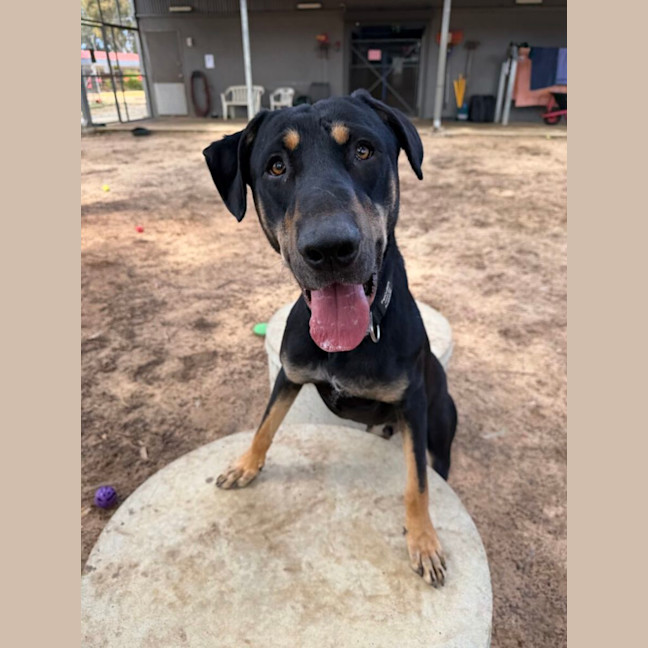 Photo of Duke