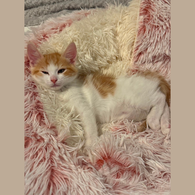 Photo of Callie