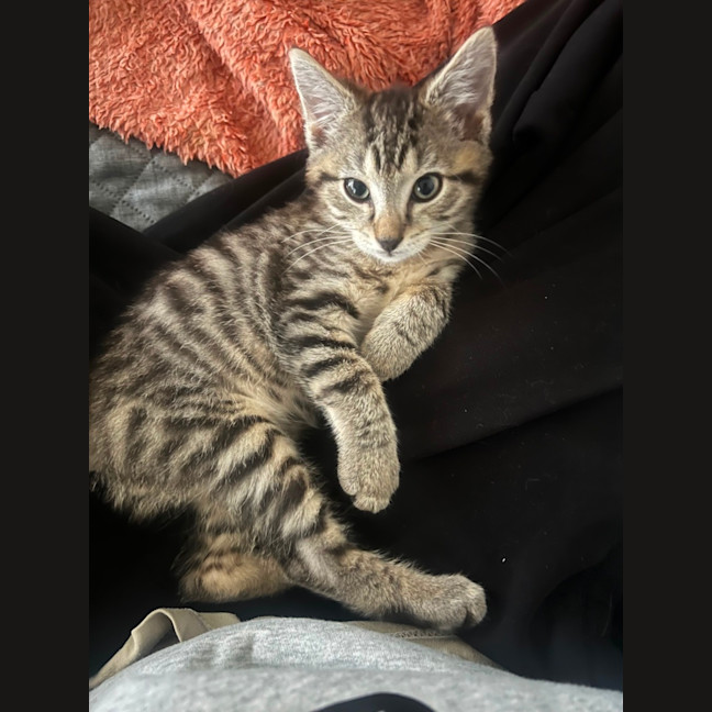 Photo of Ronnie & Reggie Best Bud Brothers Cracka Kittens