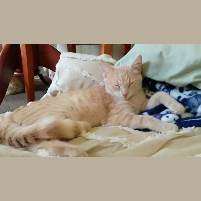 Photo of Ivory