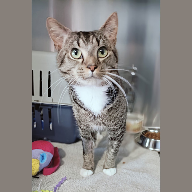 Photo of Mr. Whiskers