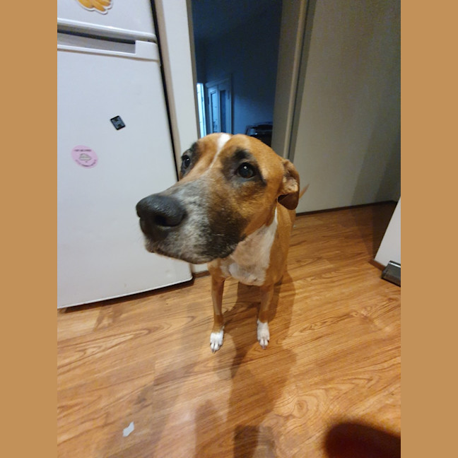 Photo of Frankie