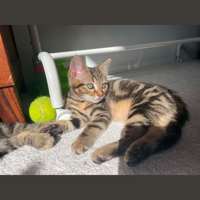 Photo of Picklebarrel Pete