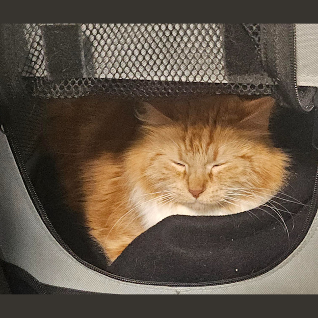 Photo of Princess Harriette