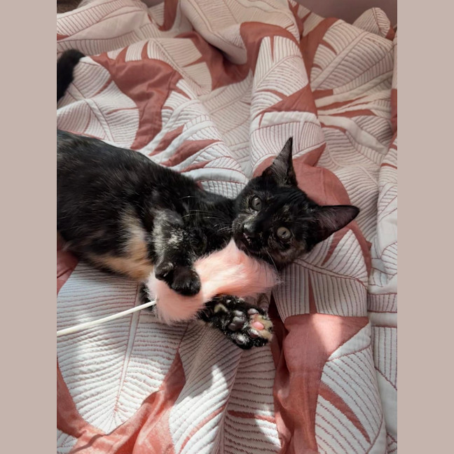Photo of Cinnamon