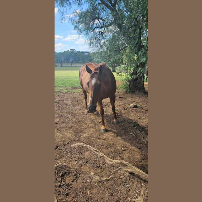 Photo of Clover
