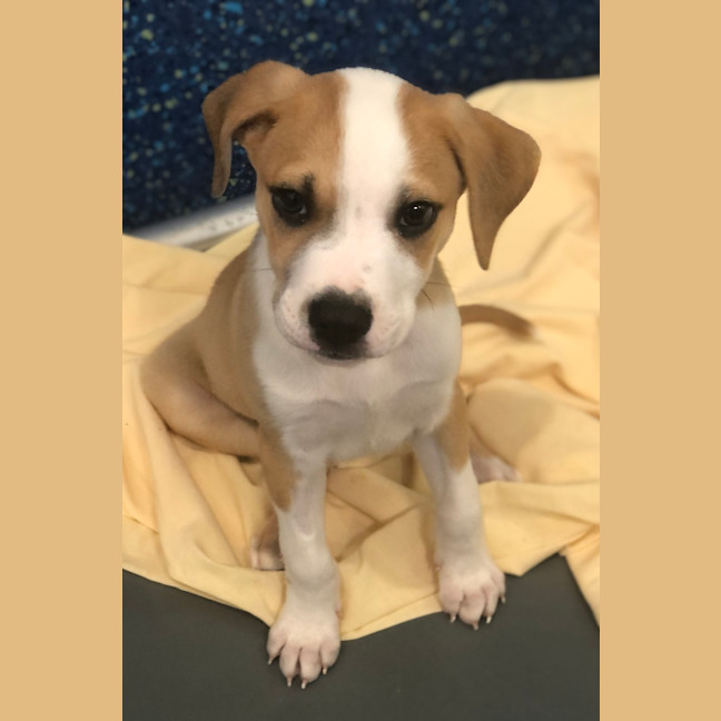 Photo of Louie