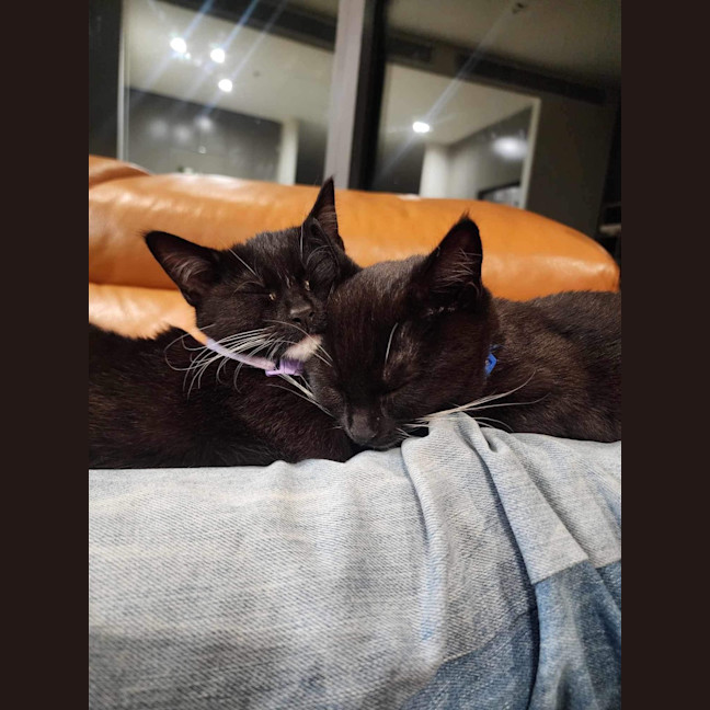 Photo of 🌸Penelope🌸