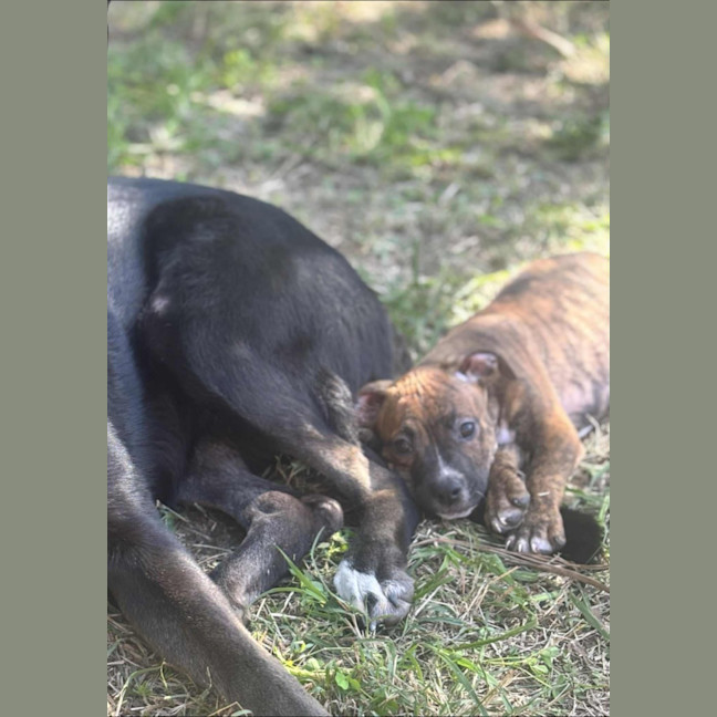 Photo of Chance (P1)