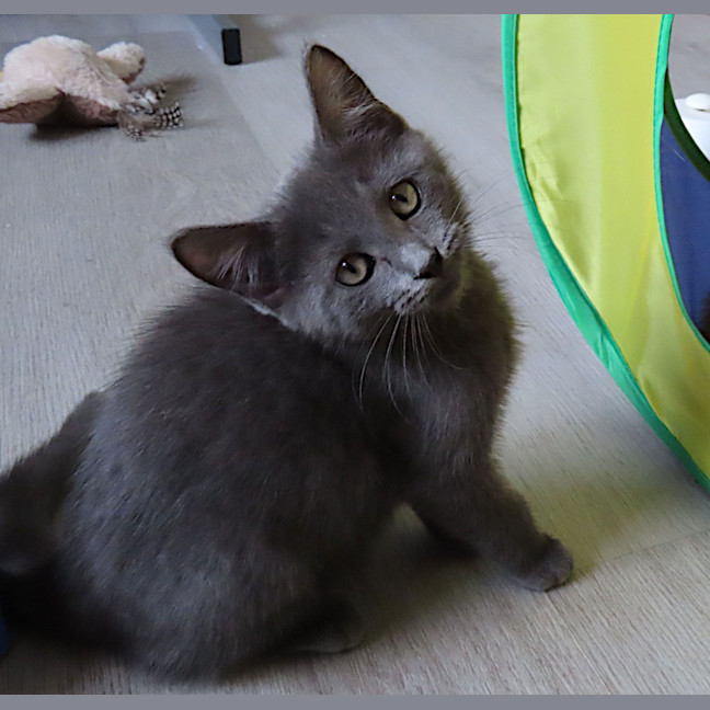 Photo of Parrot (K50)