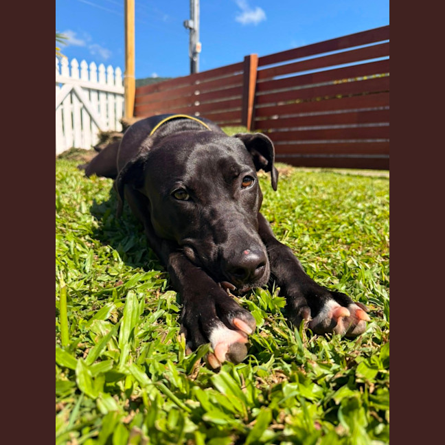 Photo of Marley