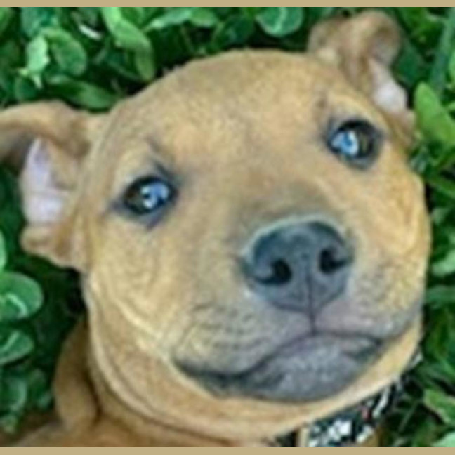 Photo of Ellie ~ 4 Month Old, Staffy X, Puppy