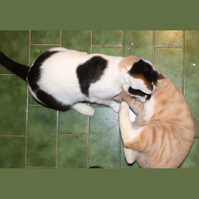 Photo of Fox Now Available At Pet Quarters Broadmeadow