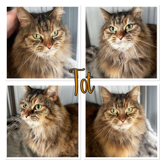 Photo of Tot And Daisy