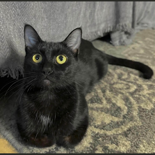 Photo of Fudge